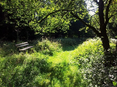 Tree nature forest grass Photo