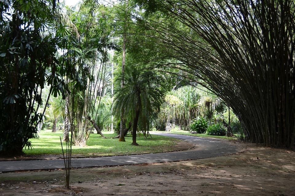 Tree nature forest plant