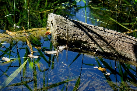 Tree water nature forest Photo