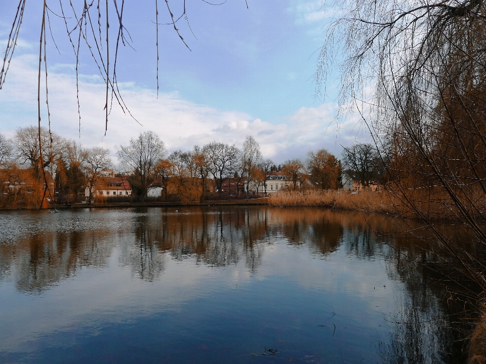 Paysage arbre eau nature