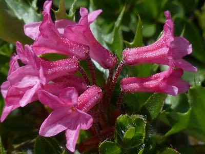 Plant flower petal botany Photo