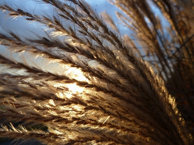 Nature grass branch plant Photo