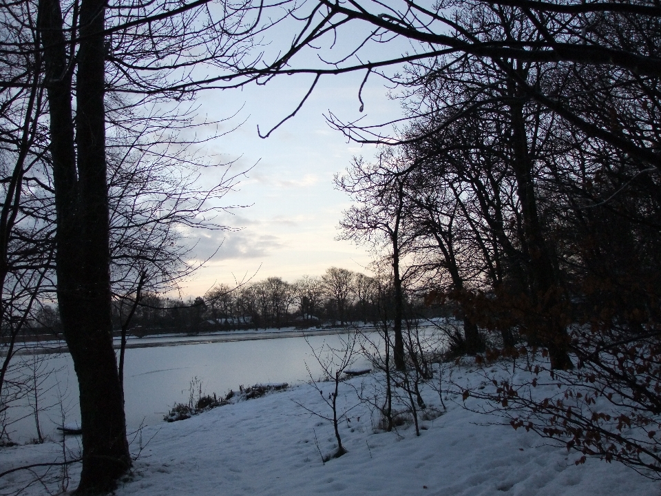 Paesaggio albero natura foresta