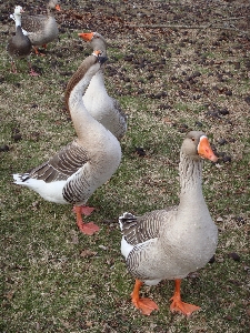 Photo Nature herbe oiseau aile