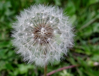 Nature grass plant white Photo