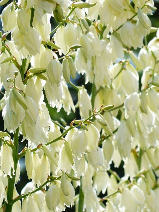 Tree branch blossom plant