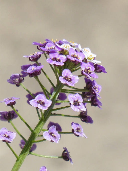 Fleurir usine blanc fleur