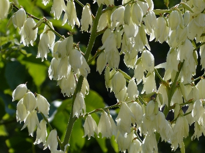 Tree nature branch blossom Photo