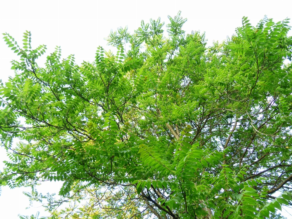 Arbre bifurquer usine fleur