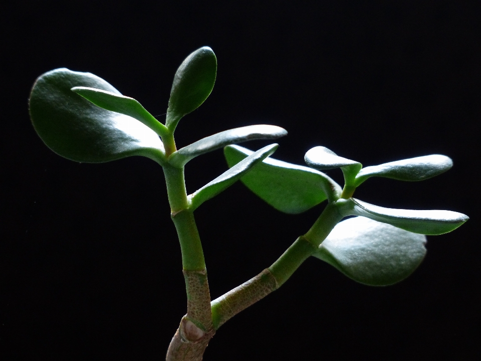 分支 植物 叶子 花