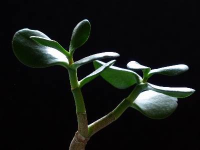 Branch plant leaf flower Photo