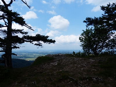 Landscape tree nature forest Photo