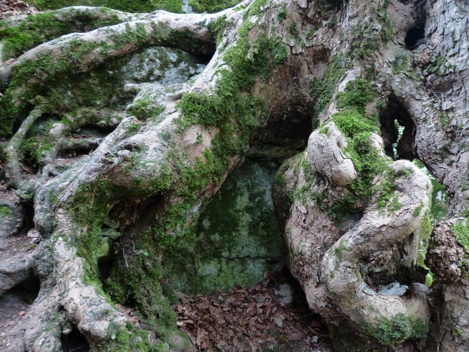 árbol rock madera viejo