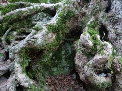 Tree rock wood old Photo