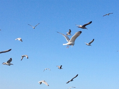 海 自然 アウトドア 鳥 写真