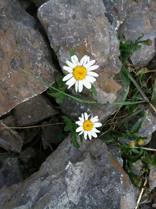 自然 rock 植物 葉