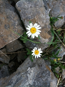 自然 rock 植物 葉 写真