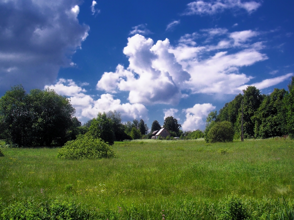 Landschaft baum natur wald