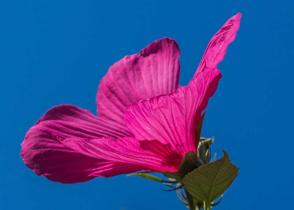 Fleurir usine la photographie feuille