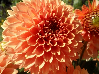 Blossom plant flower petal Photo