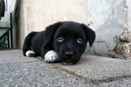 White sweet puppy dog Photo