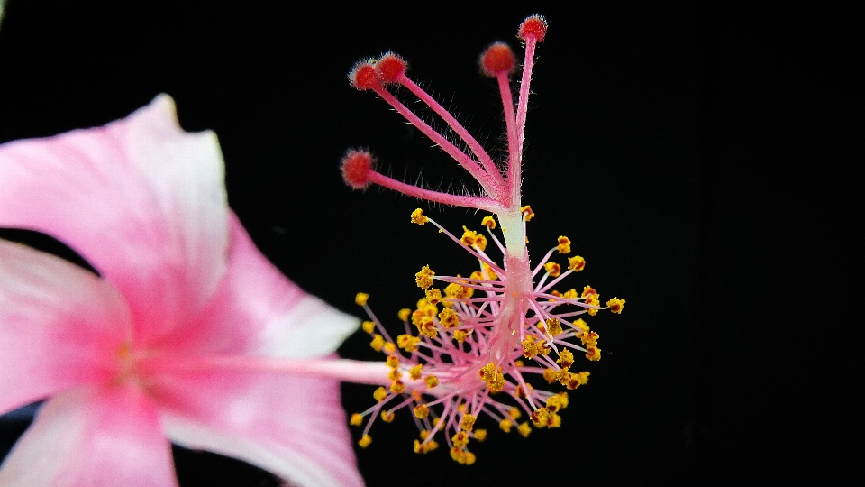 Florescer plantar fotografia folha