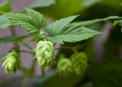 Blossom plant stem leaf Photo