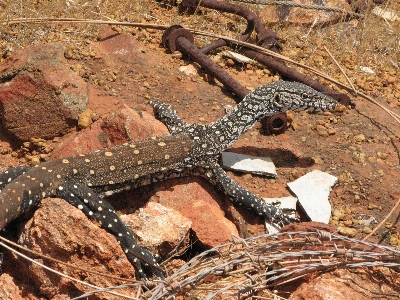 Foto Natureza região selvagem
 animal animais selvagens