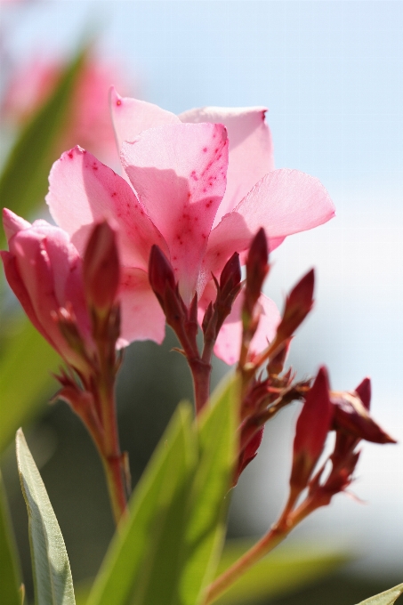 Nature blossom plant sky