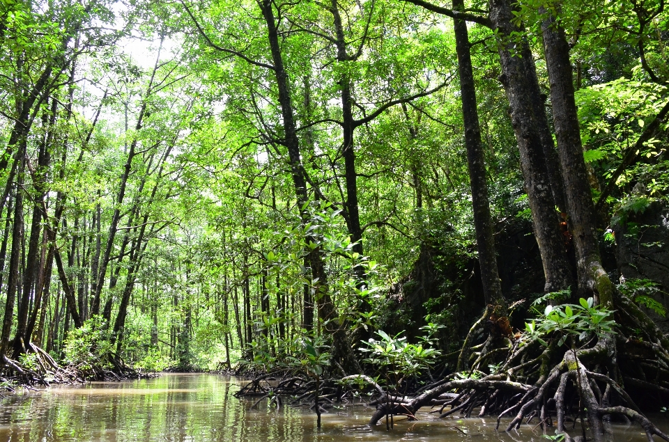 Paesaggio albero acqua natura