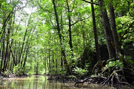 Landscape tree water nature Photo