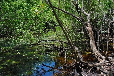 Tree nature forest swamp Photo