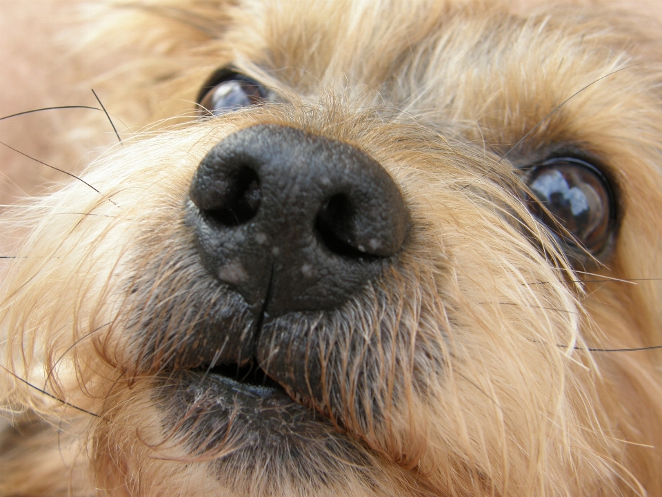 Chien été mammifère fermer
