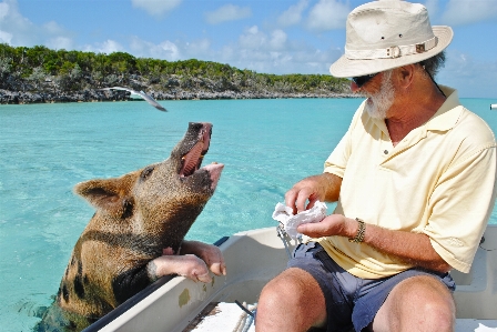 Vacation island attraction bahamas Photo