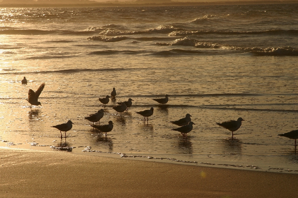 Plage mer côte eau