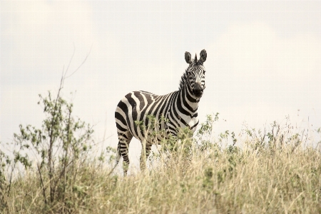 Prairie adventure animal wildlife Photo