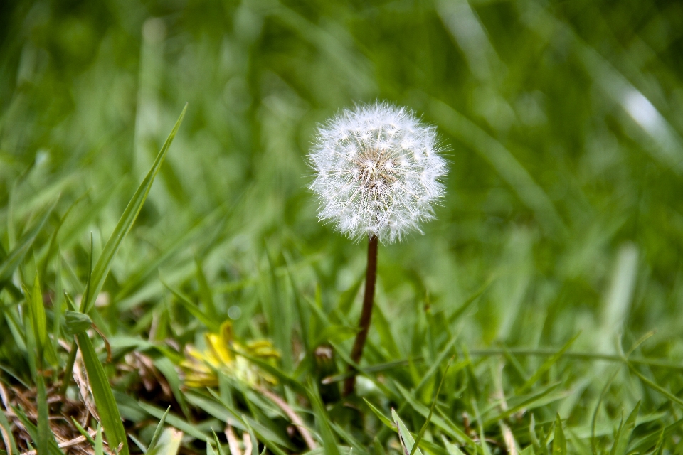 Natur gras blüte anlage