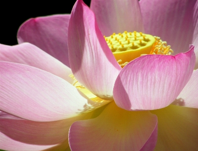 Blossom plant stem leaf Photo