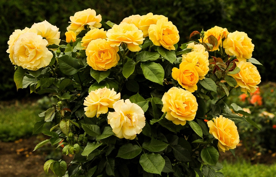 Paesaggio fiore crescita pianta