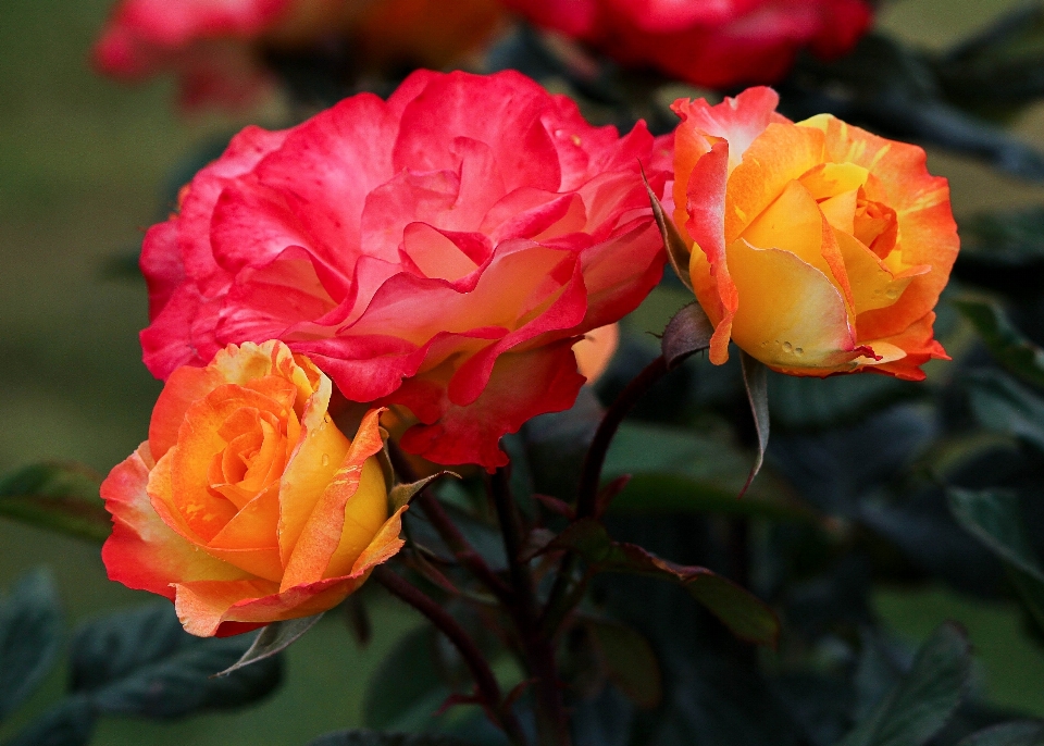 Plant flower petal rose