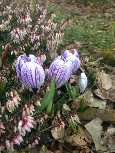 Blossom plant flower spring Photo