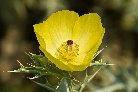 Foto Natura pianta fiore petalo