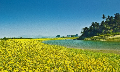 Landscape grass horizon plant Photo