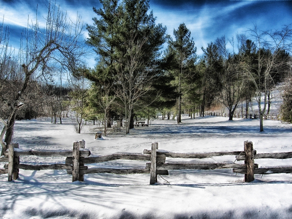 Landschaft baum natur wald