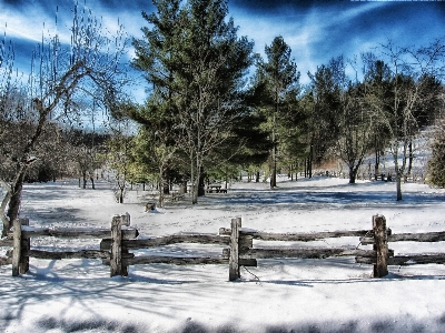 Landscape tree nature forest Photo