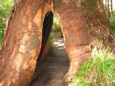 Tree forest path plant Photo