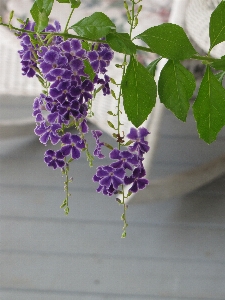 ブランチ 花 成長 植物 写真