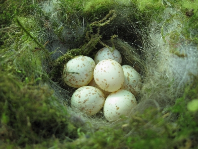 Bird food green produce Photo