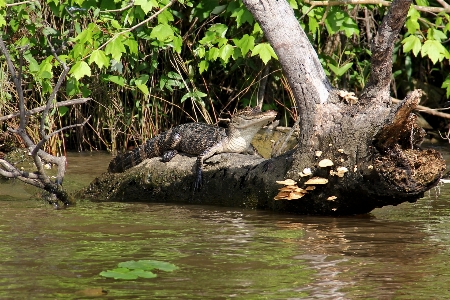 Tree nature swamp bird Photo