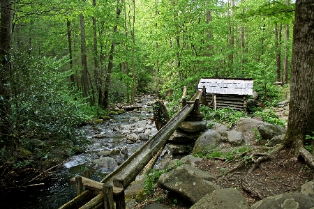 Tree water nature forest Photo